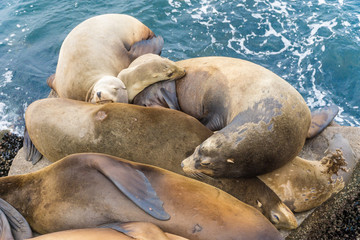 Pacific sea lions sitting on coastal rock jetty cuddling in a group on the rocks