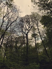 Fototapeta na wymiar Low angle view rural British forest. With ominous and abstract tree trunks creating silhouettes with crooked branches and early spring foliage.