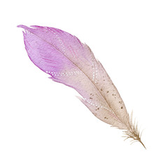 Watercolor feather hand-drawn on paper. Delicate watercolor illustration. Boho