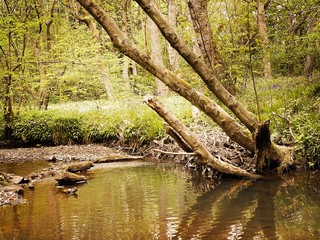 Mature trees in a rural British forest during golden hour. Scenic woodland trail along the banks of a small stream. Beauty in nature. Twisted trunks on riverbank 