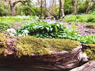 Closeup view of a moss covered fallen tree in a British forest. Scenic woodland trail. Beauty in nature.