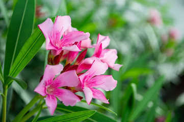 Bouquet pink flower in garden