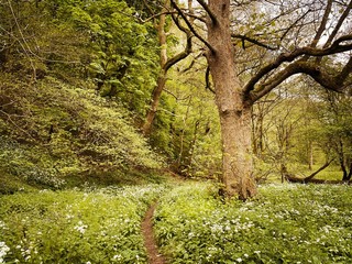 Mature trees in a rural British forest during golden hour with a warm glow. Natural treescape. Scenic woodland trail with path leading through trunks, wild garlic, bluebells and wildflowers.