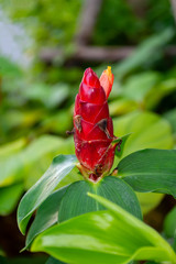 close up red flower Malay Ginger in garden