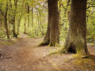 Mature trees in a rural British forest during golden hour. Scenic woodland trail path lined with tall tree trunks in early spring. Concepts - Earth day, connection with nature and environment.