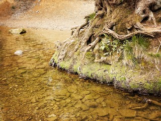 Mature trees in a rural British forest during golden hour. Scenic woodland trail along the banks of...