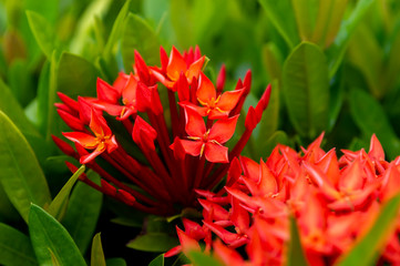 close up  Beautiful Red spike flower. King Ixora blooming . Rubiaceae flower.Ixora flower. Ixora...