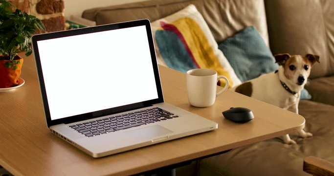 From Above Of Open Netbook With Empty Screen Put Near Wireless Mouse And Mug Of Hot Drink And Jack Russell Terrier Sitting On Cozy Couch Near Brick Wall