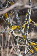 branches