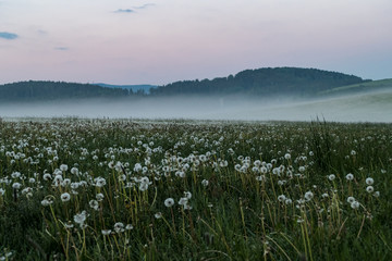beautiful meadow with white dandelions in the foggy morning
