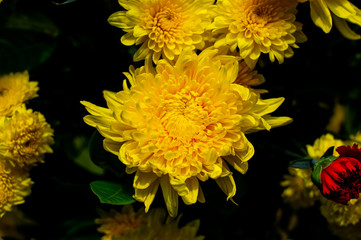 yellow flower with leaf  and rose