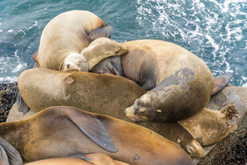 Pacific sea lions sitting on coastal rock jetty cuddling in a group on the rocks