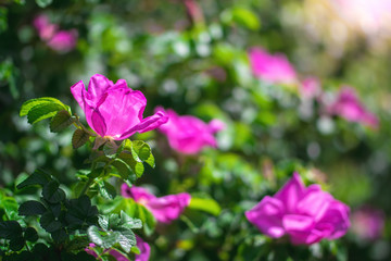 Blooming pink wild rose spring day