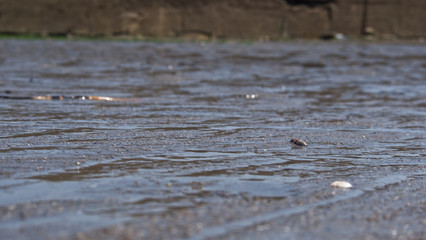 Sea water moving over a sandy beach on a warm sunny day