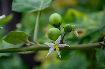 Fototapeta premium white Eggplant flower and fruit it plant herb