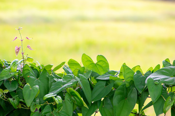 flower ivy leaf with green field background