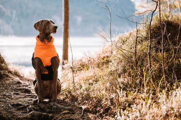 Hund Winter See