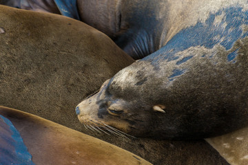 Naklejka premium Pacific sea lions sitting on coastal rock jetty cuddling in a group on the rocks