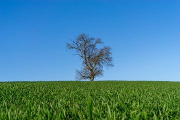 Fototapeta na wymiar Baum vor blauen Himmel und grünen Gras im Vordergrund. Birnbaum ohne Blätter steht am Horizont im Frühjahr. Majestätisch, mit Unschärfe im Gras. Franken, Deutschland.