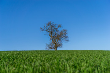 Fototapeta na wymiar Baum vor blauen Himmel und grünen Gras im Vordergrund. Birnbaum ohne Blätter steht am Horizont im Frühjahr. Majestätisch, mit Unschärfe im Gras. Franken, Deutschland.