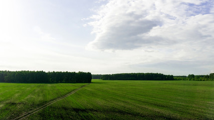agricultural green field and blue sky with clouds
