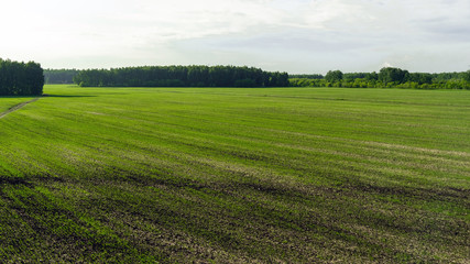 agricultural green field and blue sky with clouds
