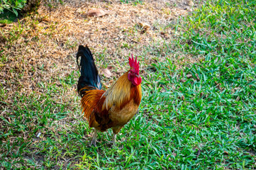 chicken walk on field in garden