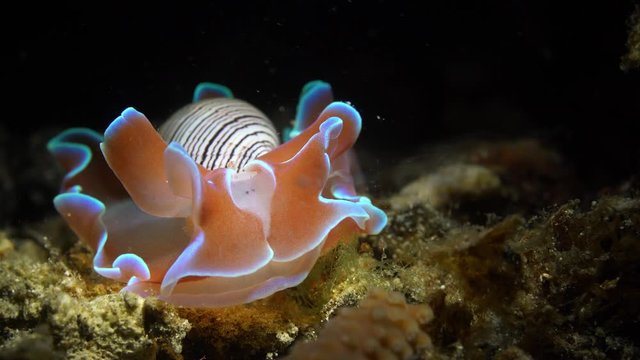 Hydatina physis Rose Bubble Shell Sea Snail Nudibranch sea slug Lembeh Strait Indonesia
