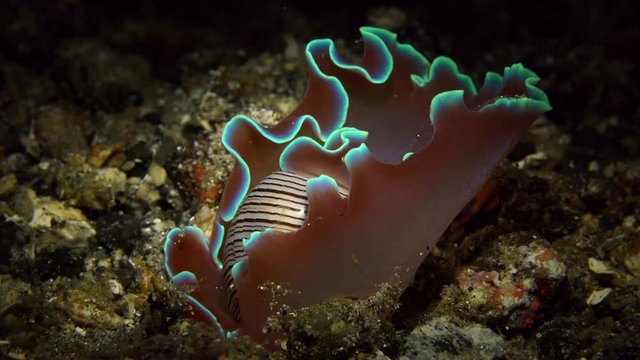Hydatina physis Rose Shell Sea Snail Nudibranch 25fps 4k Lembeh Indonesia
