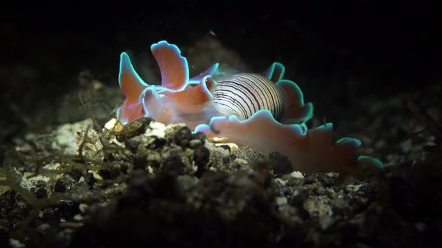 Hydatina physis Rose Shell Sea Snail Nudibranch 25fps 4k Lembeh Indonesia