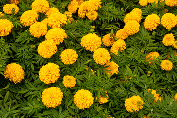 many Marigold flower in garden