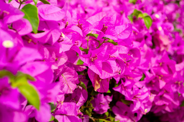 pink Bougaville Bloom in  garden park