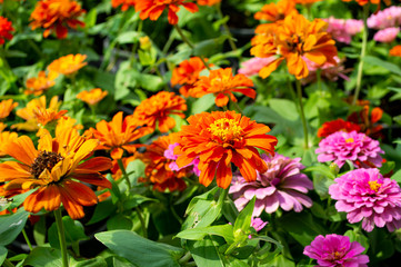 colorful blossom Zinnia flower in park