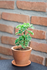Ornamental small plants with green leaves, looking fresh. In a small pot Made of red clay Resting on a grey table For decorating a coffee shop, The background is an old red brick wall.