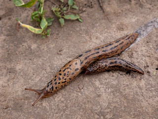 A closeup of Slugs Limax maximus, biggest slugs. Two of Leopard slugs on a garden path.