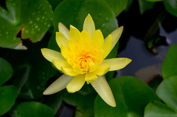 blossom yellow  Lotus  flowers water lily Bloom and leaves background