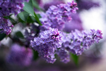 Fototapeta premium lilac flowers on a green background