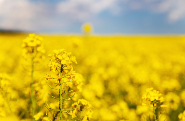 Obraz premium Yellow Rape field, canola crops on blue sky and white clouds in Bulgaria.