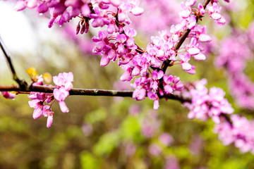 Spring blooming purple tree. Vibrant pinks from a Redbud tree in full bloom.