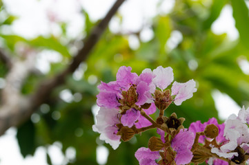 pink and white tropical flower on white background