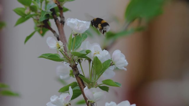 Bumblebee on Apple blossom in spring blooming garden