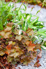 autumn plants in the garden
