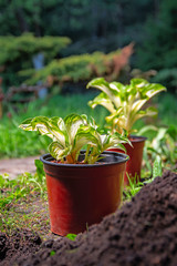 Pots with seedling plants. Planting young bright plants in the garden, backyard. Landscape design