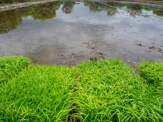これから田植えをする田んぼと苗