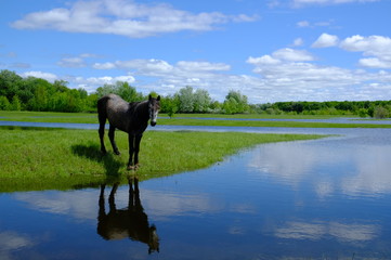 Horses drinking on the water place