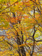秋の森の木の色づき
