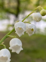 Obraz premium apple tree blossom