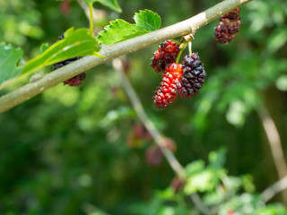 黒く色づいた熟した桑の実
