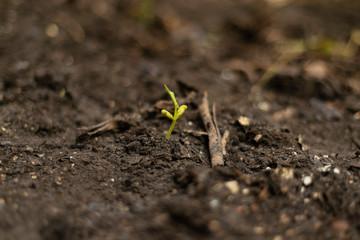 single green plant sapling on black ground