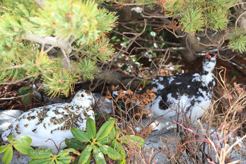 立山のライチョウ（オスとメス）